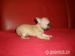 civava stenata s pet stupnom