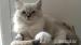 Ragdoll kocourek s rodokmenem.