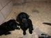 Flat Coated Retriever