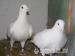 Predám biele poštové holuby 