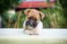 JRT - Jack Russell terrier s PP