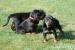 Black and Tan Coonhound
