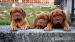 Bordeauxska doga, Dogue de bordeaux