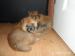 Shiba Inu