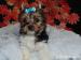 Biewer yorkshire terrier s pp