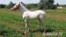 Cremello WPBR Pony, Reitpony