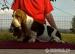 Basset hound