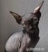sphynx