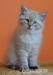 Atraktivní koťátka Něvské Maškarády