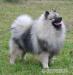 Vlčí špic Keeshond štěňata s PP