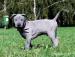 Thajský ridgeback modrý