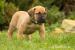 Štěňata Boerboel