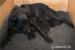 Flat coated retriever