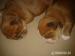 Lhasa Apso s PP 