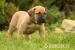 Štěňata Boerboel-  Búrský buldog