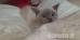 Pomůžete této krásné modré kočičce šmoulince ? :) 