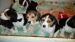 Bigl, Beagle
