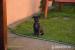 Cane corso steniatka