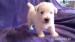 West Highland White Terrier
