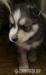 sibirsky husky (hasky)