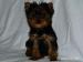 YORKSHIRE TERRIER -YORK
