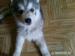 sibirsky husky