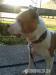 Prodam 11 mes.stene stafordskyho bulteriera