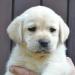 Labrador štěňátka ihned