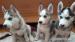 Sibírsky husky