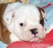 Anglický buldok, English Bulldog, buldog s PP