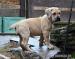 Boerboel štěňata s PP