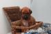 Rhodesky ridgeback s PP