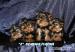 yorkshire terrier s PP