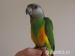 Papoušek Senegalský prodej