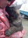 leonberger bez pp