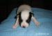 jack russel teriér