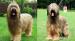 BRIARD – plavá štěňata
