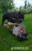 American Bully 