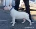 Bullterrier, Bullterier, Bulterier