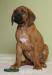 Rhodéský ridgeback