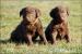 Chesapeake bay retriever štěňátka