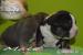 American Bully s PP ABKC 