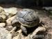 Maurische Landschildkröten (Testudo graeca ibera)