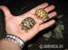 Griechische Landschildkröten weiblich