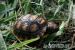 Köhlerschildkröten, Chelonoidis carbonaria