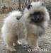 Keeshond / vlčí špic prodám kvalitní štěňata s PP