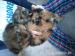 Female Yorkshire terrier puppies 