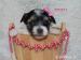 Biewer yorkshire terrier s PP