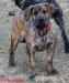 Boerboel s PP