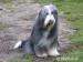 Bearded collie